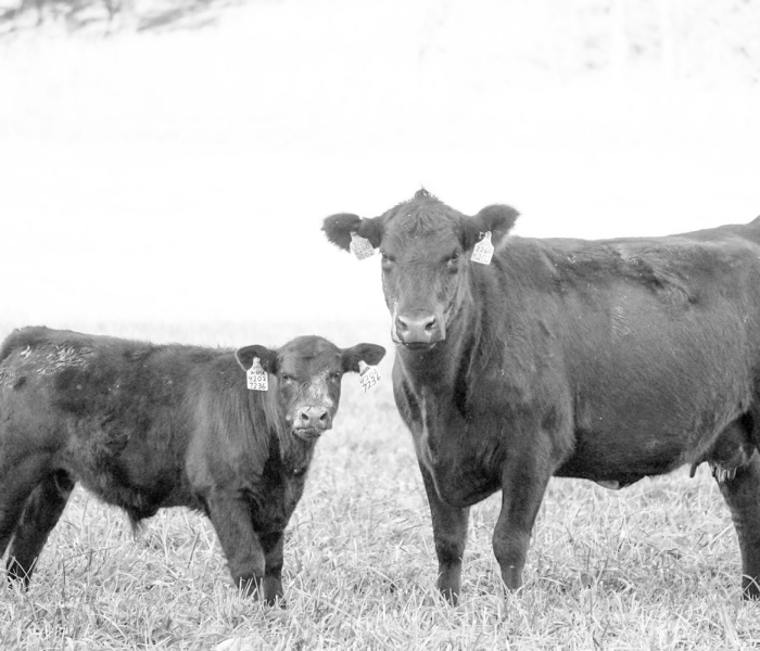一分钟实测分享“微信牛牛群斗牛群”获取房卡教程-哔哩哔哩 一分钟实测分享“微信牛牛群斗牛群”获取房卡教程-哔哩哔哩