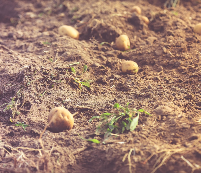 蚊虫可以传染新冠病毒吗/蚊虫能传播新型冠状病毒吗