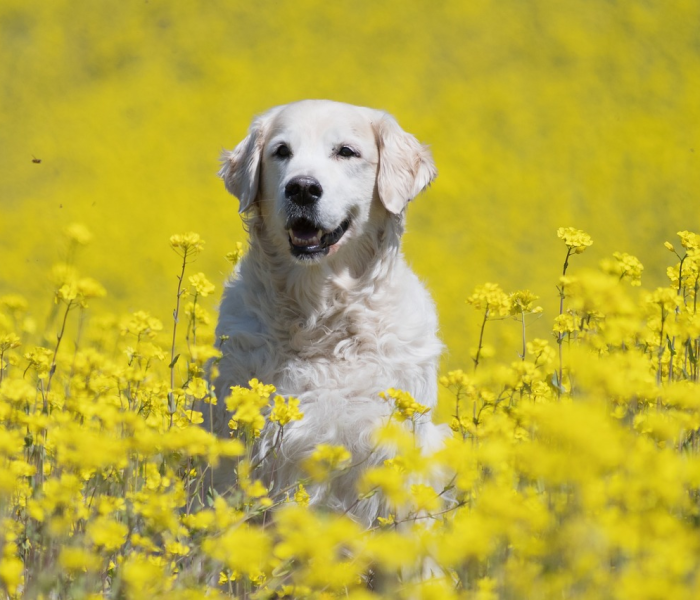 一分钟了解“斗牛房卡牛牛房卡”详细房卡使用教程 一分钟了解“斗牛房卡牛牛房卡”详细房卡使用教程