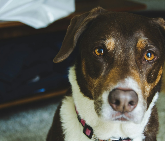 带宠物回国免隔离城市:带宠物回国需要多少钱