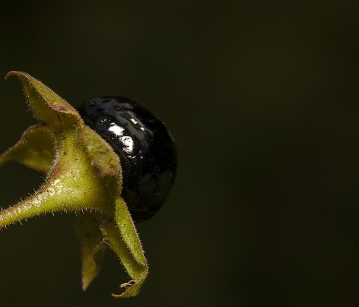 【新型冠状病毒变异毒株,新冠病毒变异毒株介绍】