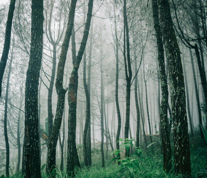 【疽病怎么治,白兰花炭疽病怎么治】