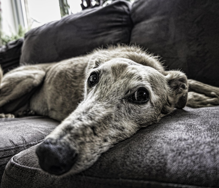 【猪流感是不是非瘟,猪流感是传染病吗】