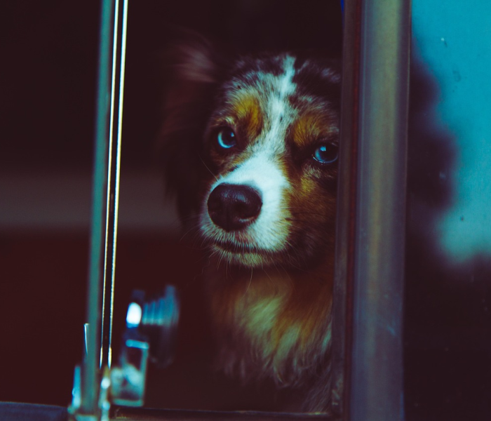 给大家讲解“微信里斗牛的房卡哪里买”房卡获取方式