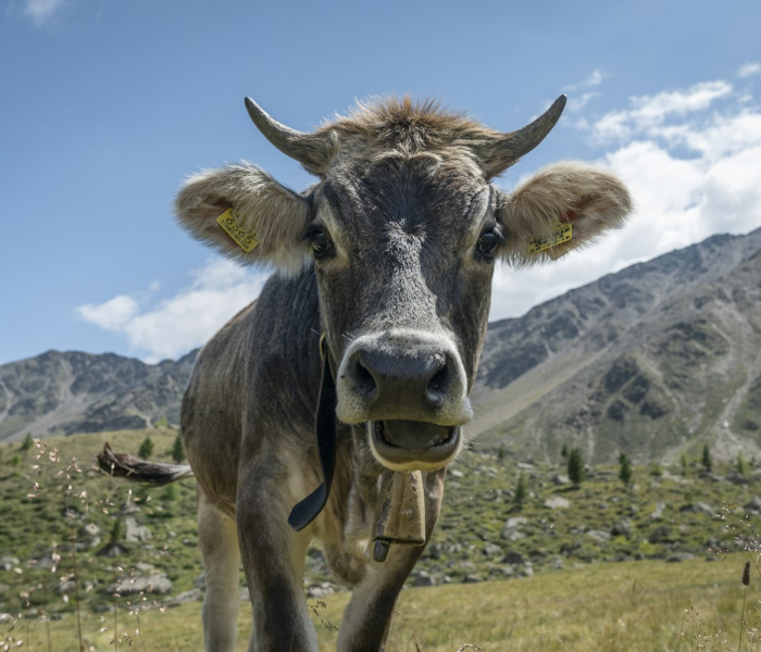 给大家讲解“微信牛牛群斗牛群”详细房卡怎么购买教程