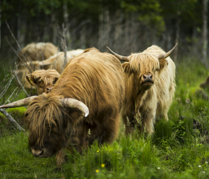 秒懂教程“微信牛牛群斗牛群”房卡链接获取 秒懂教程“微信牛牛群斗牛群”房卡链接获取