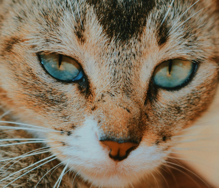 猫咪会感染新冠病毒吗?/猫会不会染上新冠病毒