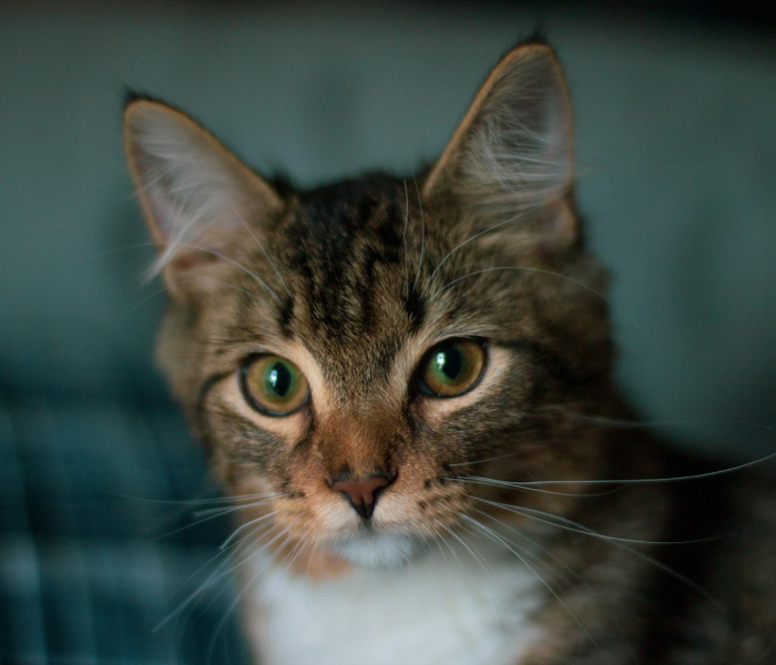 猫咪会感染新冠病毒吗?/猫会不会染上新冠病毒