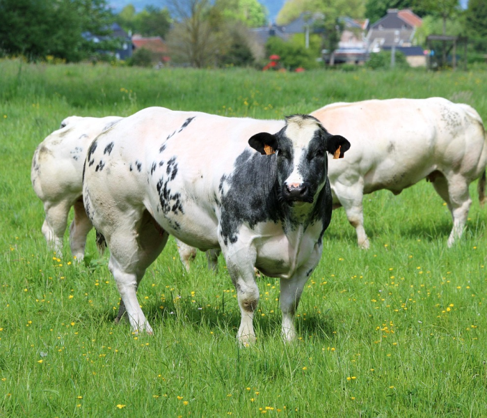全攻略普及“微信牛牛群房卡”房卡链接获取 全攻略普及“微信牛牛群房卡”房卡链接获取