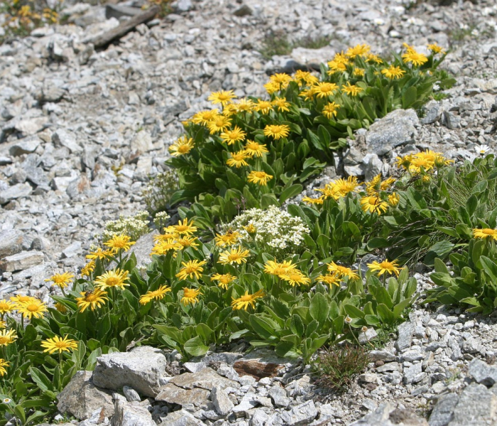 美国治疗新冠肺炎是免费的吗/美国治疗新冠肺炎花了多少钱