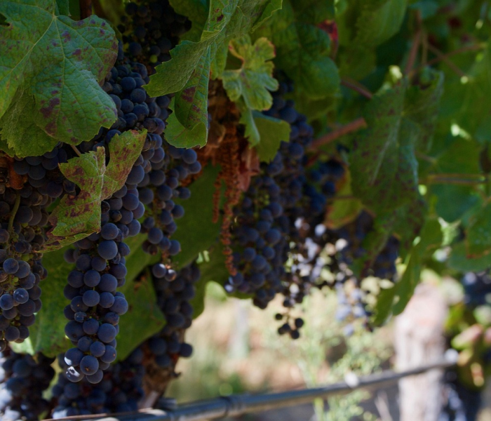 【病毒都在美国,病毒是从美国来的吗】