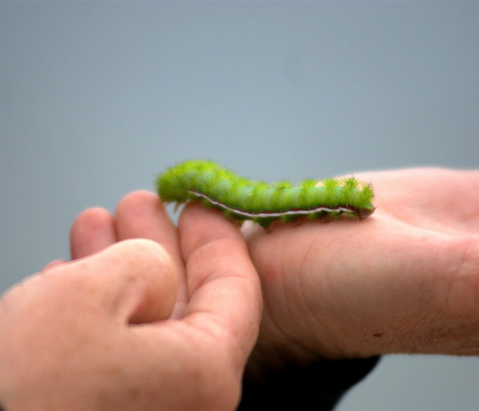 【土蜂的幼虫图片,土蜂的幼虫图片大全】