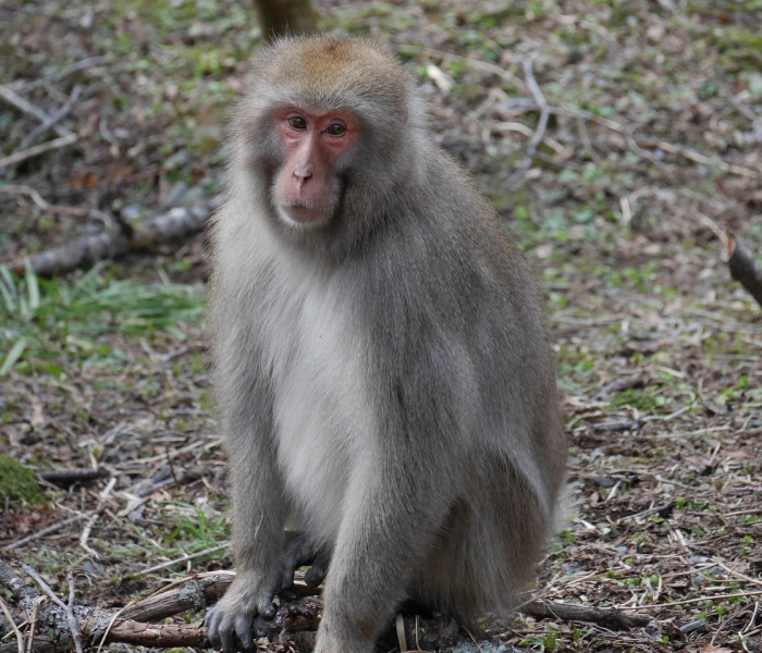 【猴痘病毒是什么时候发现的/猴痘病毒和猴b病毒的关系】