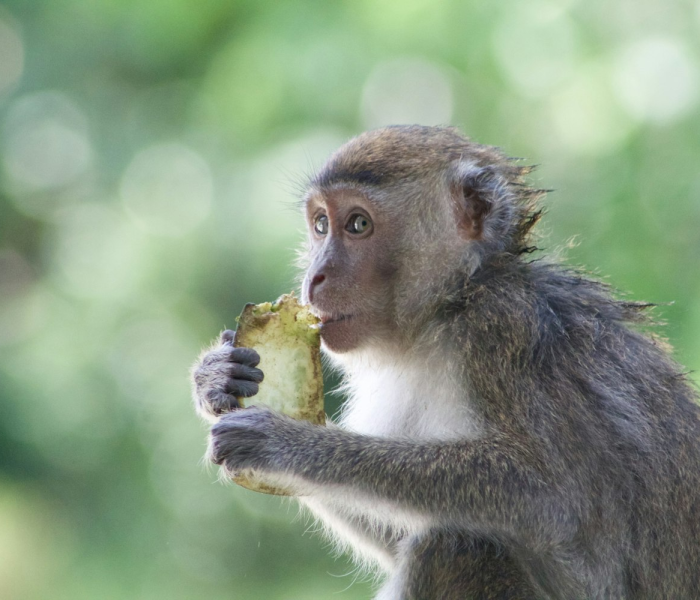 猴豆图片功效别名叫什么:猴痘症状图片