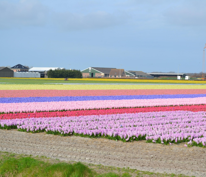 北京新发地疫情爆发时间和结束时间:北京新发地疫情从什么时候开始的 北京新发地疫情爆发时间和结束时间:北京新发地疫情从什么时候开始的