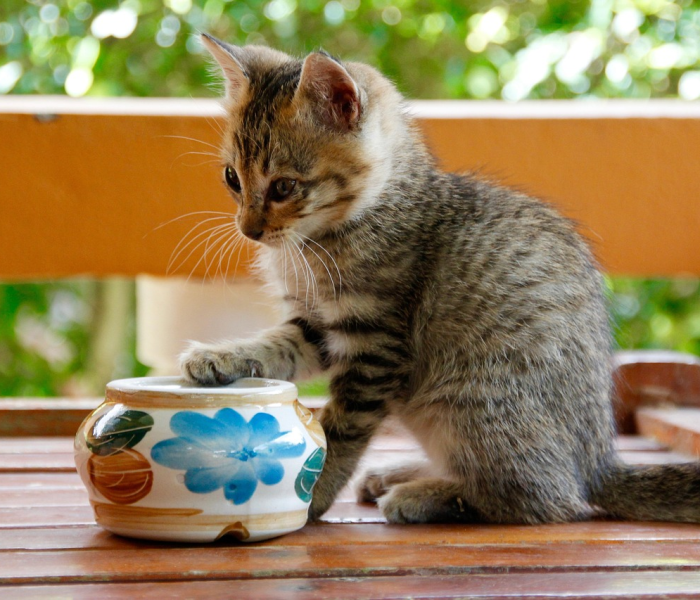 q宠大乐斗手机版在哪里玩/q宠大乐斗有手机版吗 q宠大乐斗手机版在哪里玩/q宠大乐斗有手机版吗