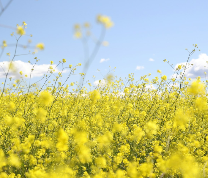 高考倒计时100天种的向日葵开花了/种向日葵到开花需要多久