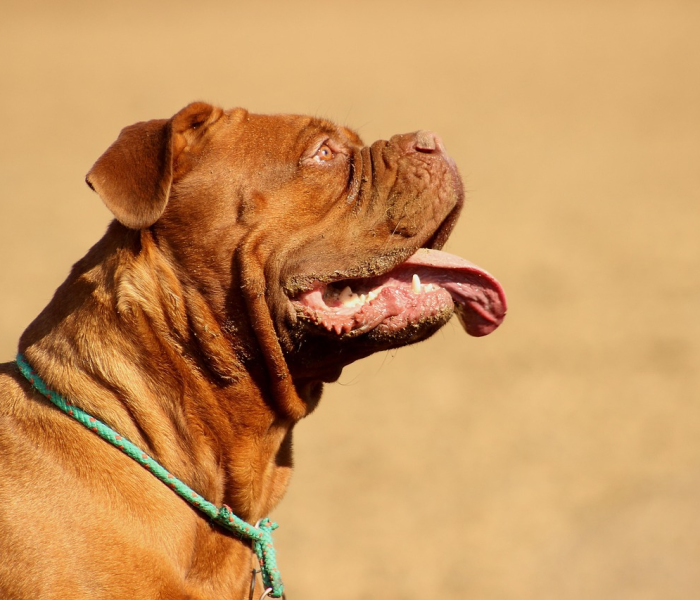 美国疫情动态图（美国疫情图表）