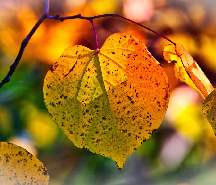 【新冠变异毒株最新消息,新冠变异新毒株早期症状】 【新冠变异毒株最新消息,新冠变异新毒株早期症状】