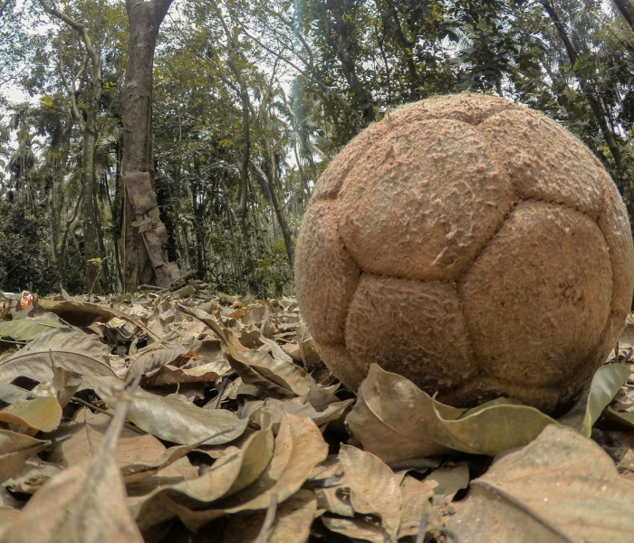 【印度变异株叫什么名字,印度变异株有治疗方法吗】 【印度变异株叫什么名字,印度变异株有治疗方法吗】