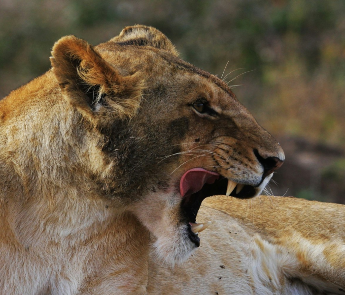 祖达克灵魂兽刷新地点（祖达克灵魂兽刷新地点图）