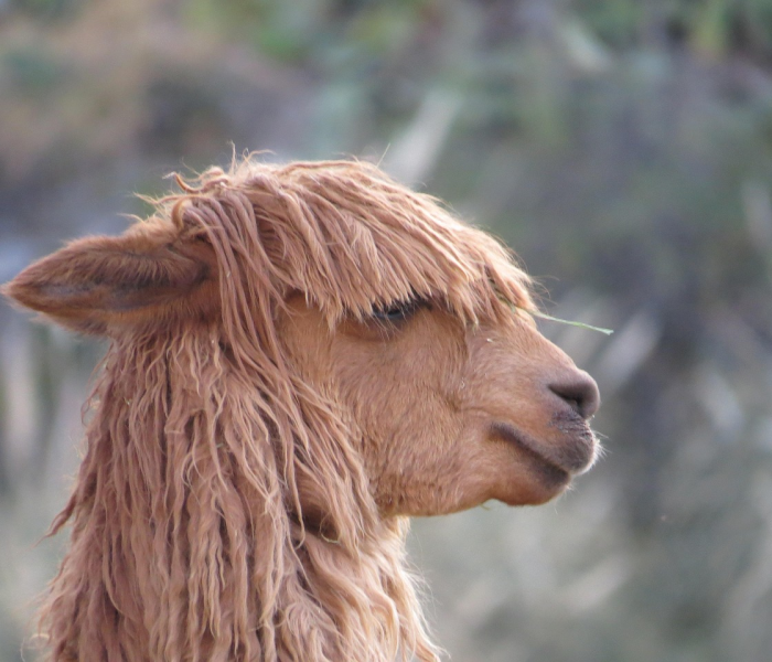 羊做核酸检测视频/羊驼做核酸