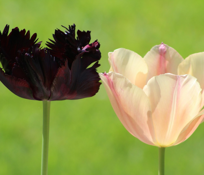 疫情正能量短句4句（疫情正能量的句子经典语段）