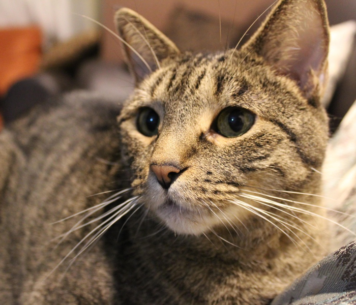 两只老虎辅助破解版/两只老虎下载 下载 两只老虎辅助破解版/两只老虎下载 下载