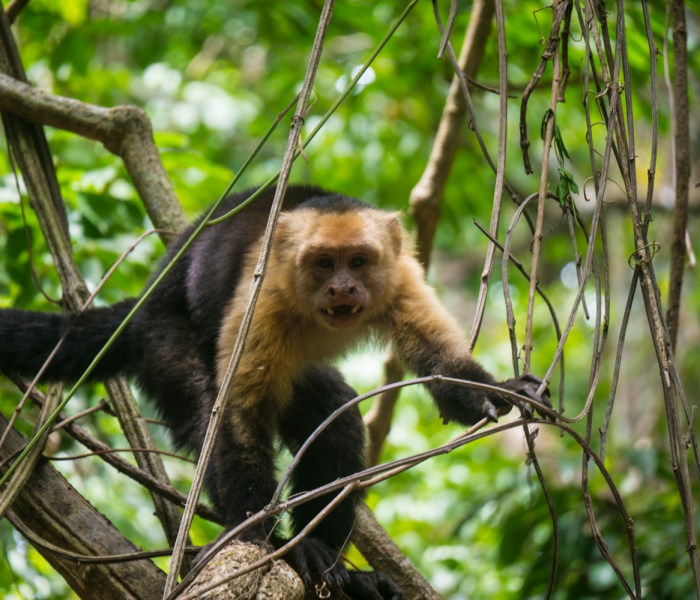 美国猴痘（美国猴痘图片）