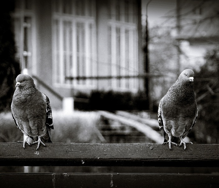 七磅下载高清完整版(七磅电影下载) 七磅下载高清完整版(七磅电影下载)