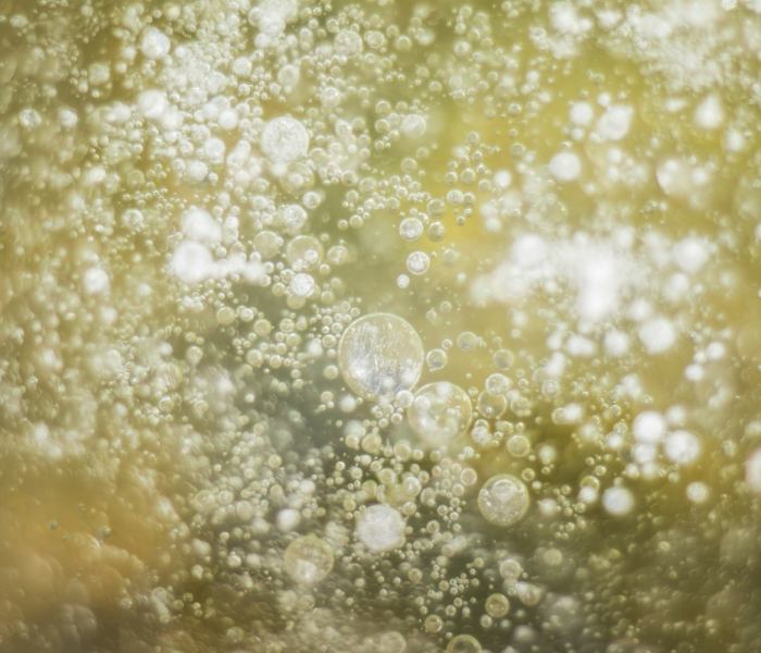 毛霉菌感染传染吗:毛霉菌会感染人体吗 毛霉菌感染传染吗:毛霉菌会感染人体吗