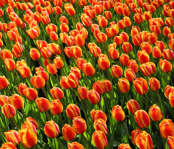 二前惆怅十牡丹打十二生肖:二前惆怅十牡丹是什么生肖