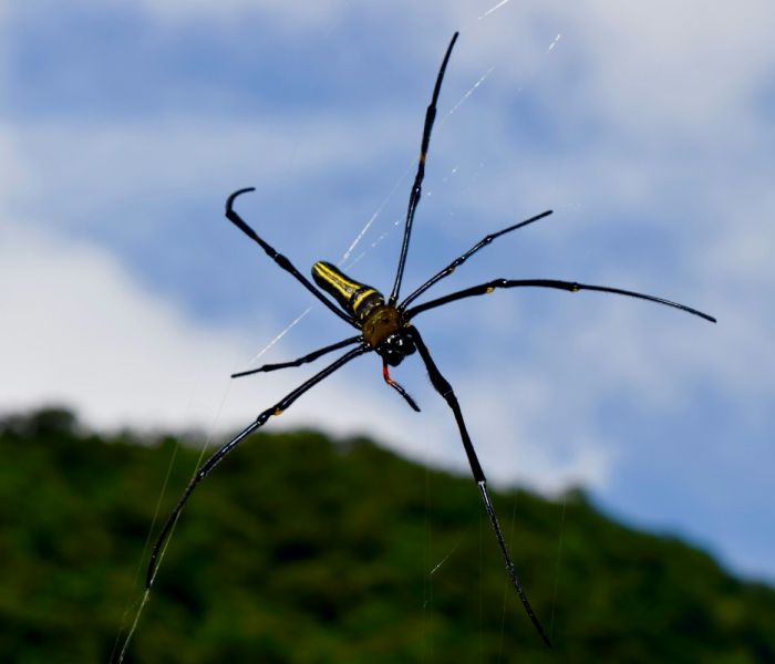 德尔塔毒株的病状:德尔塔毒株的可怕性