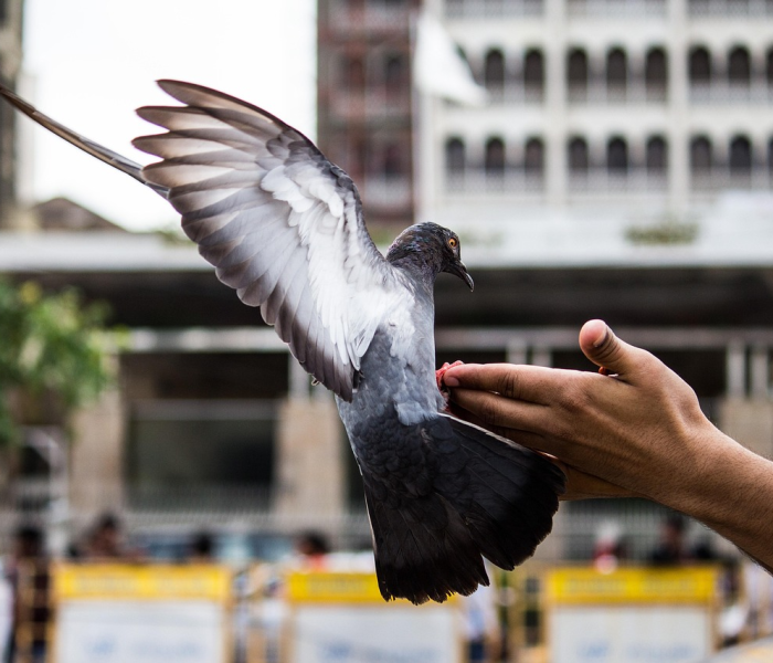 欧美国家疫情严重的原因:欧美一些国家疫情特别严重的原因