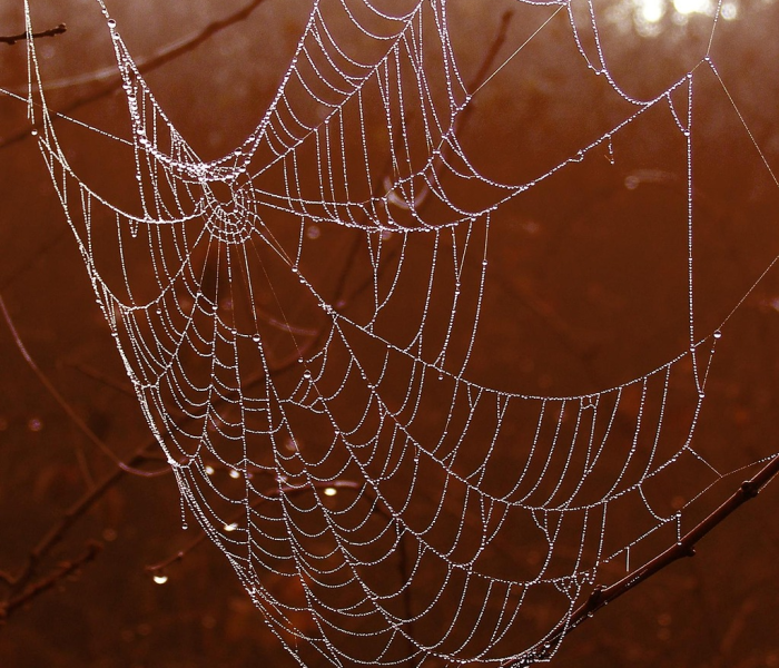 新冠病毒共有多少种/新冠病毒共有多少种类 新冠病毒共有多少种/新冠病毒共有多少种类