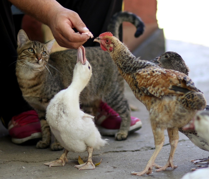 【最新禽流感消息,国内最新禽流感消息】