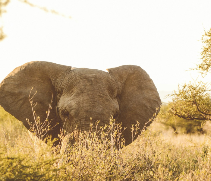 【天奇地怪是什么生肖动物/天奇的意思】