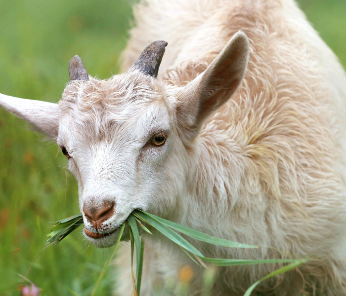 2021年春节前是指什么时间段?/2021年春节前属什么生肖