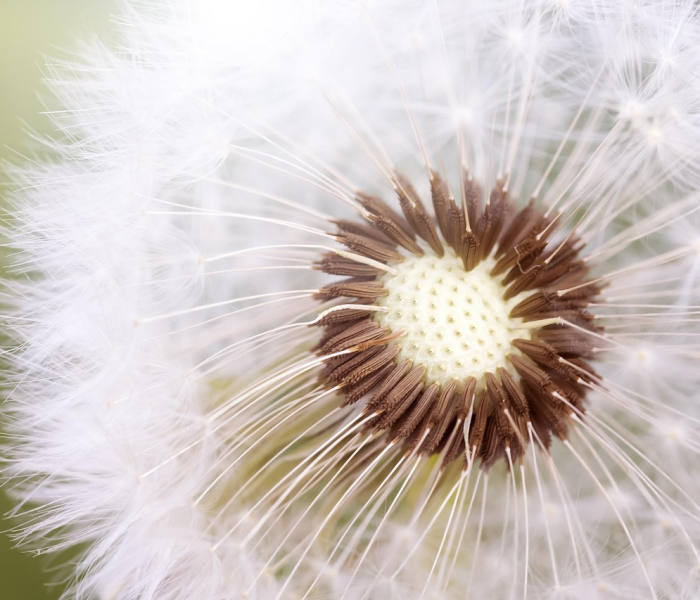 车厘子核酸阳性是什么意思（车厘子核酸阳性是不是真的）